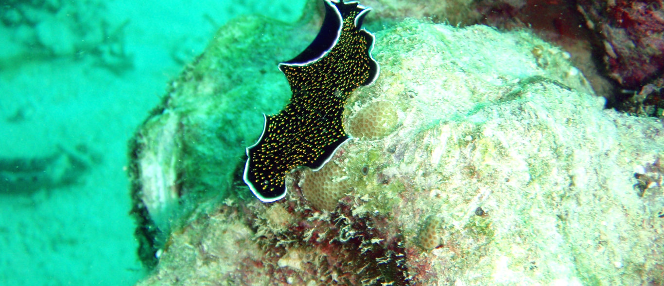 Micronesië image