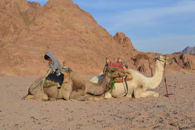 Jongetje rust op zijn kamelen