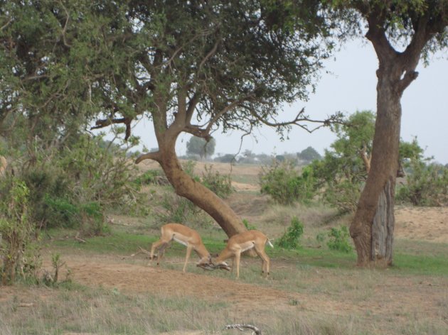 Vechtende impala's Kenia