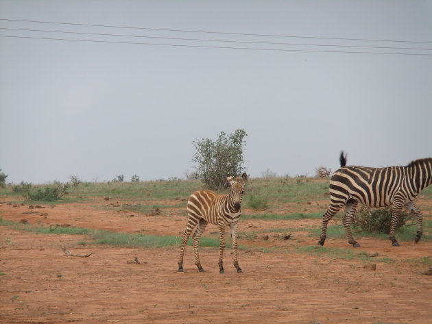 Zebra Tsavo Oost