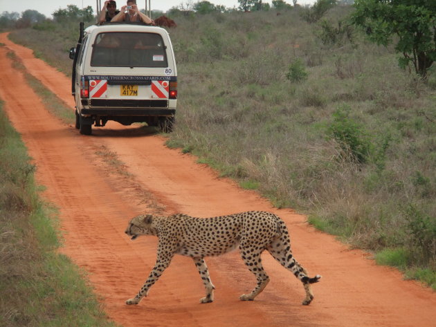 Cheetah op jacht Tsavo Oost