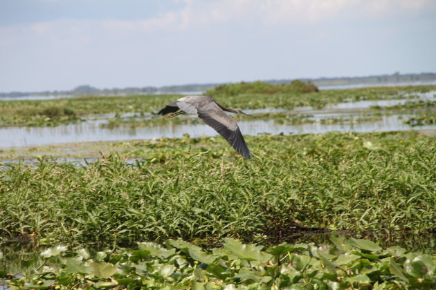 vogel in Everglades