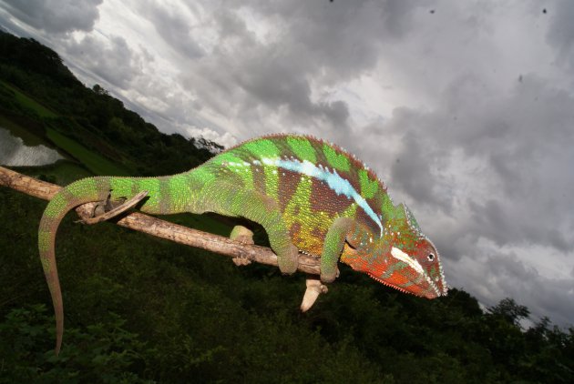 panterkameleon Sambava