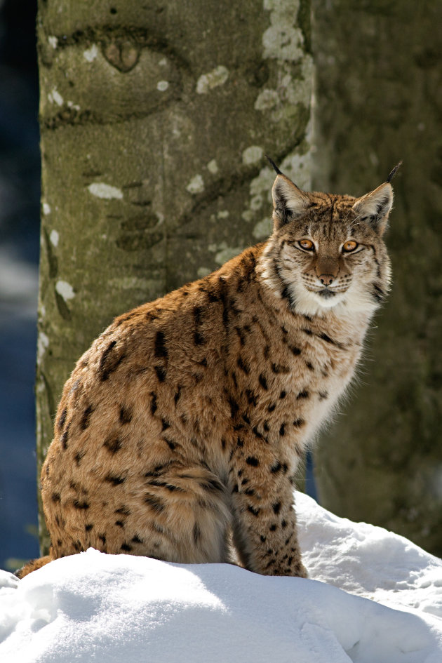Lynx in de sneeuw in het Bayerischer Wald