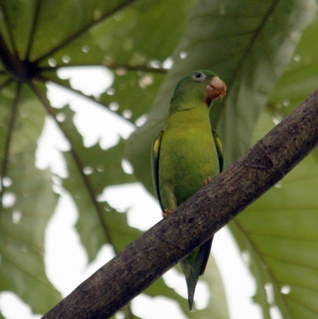 Olive-throaated parakeet