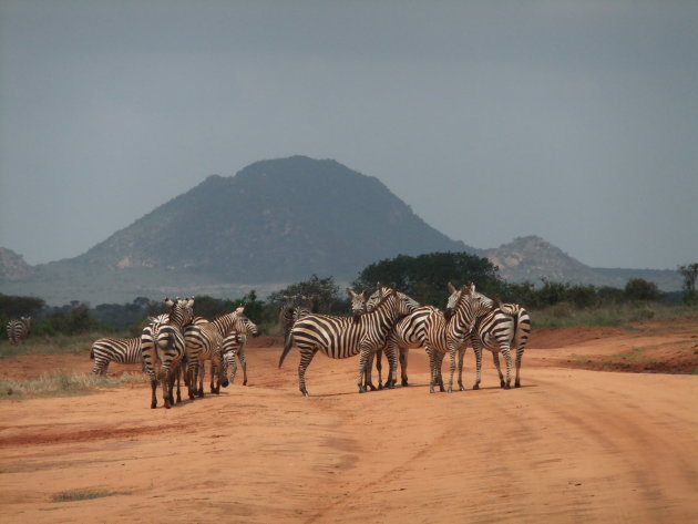 Zebra's op de uitkijk