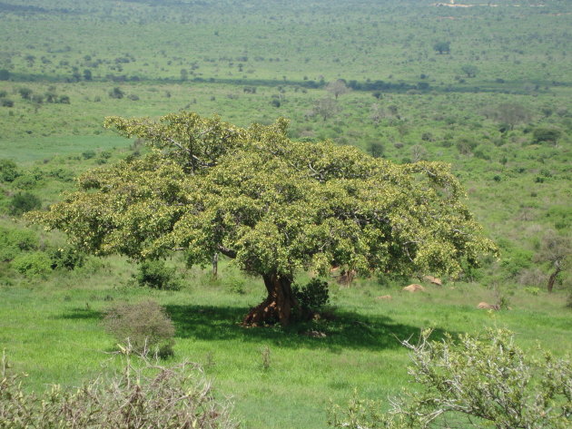 Acaciaboom
