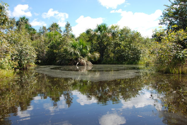 Spiegelend moeras in Amazone