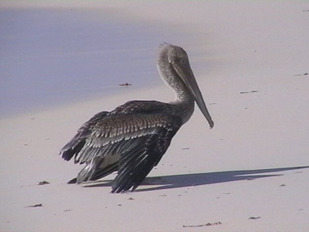 Pelican in Aruba
