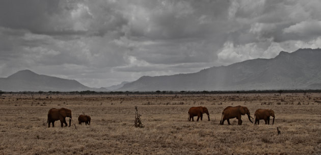 Olifanten in Kenia