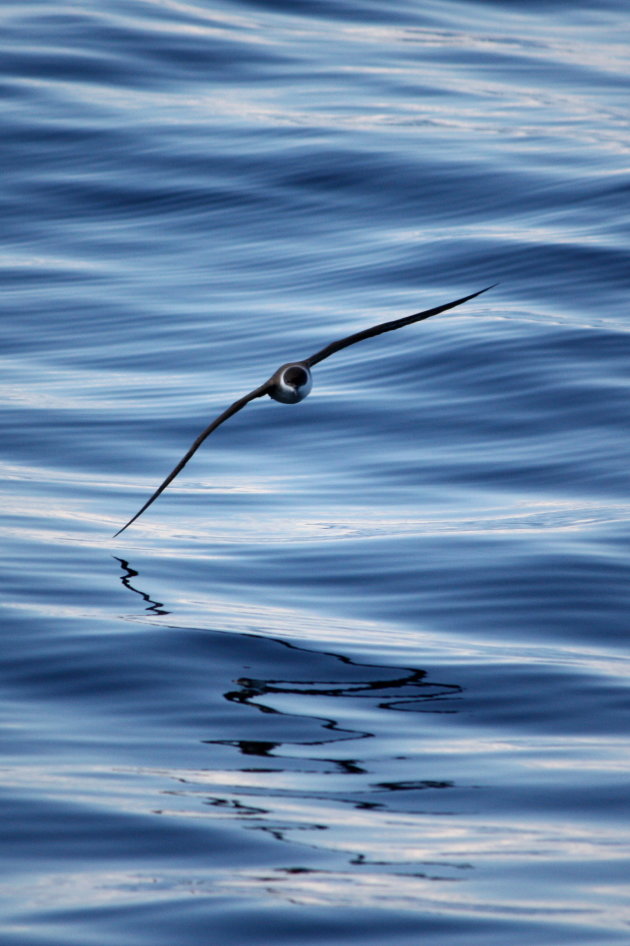 Great Shearwater  (Pijlstormvogel)