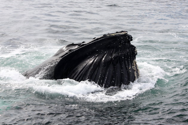 Humpback whale (Bultrugwalvis)