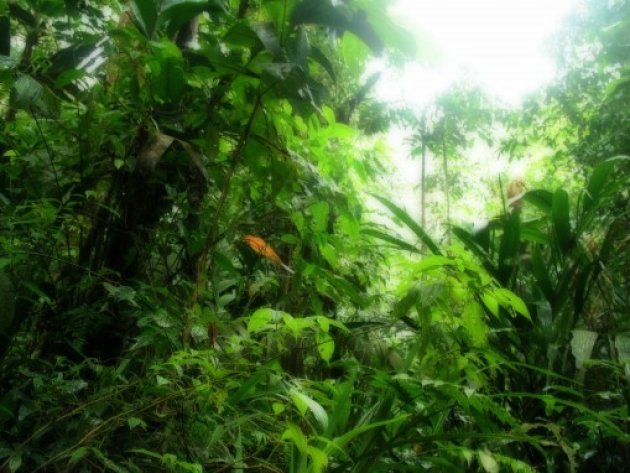 Tropisch regenwoud