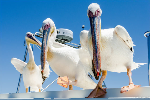 El pelicanos