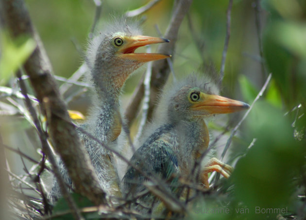 Nest met ooievaars-achtige vogels