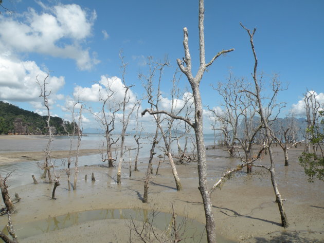 mangrovekust