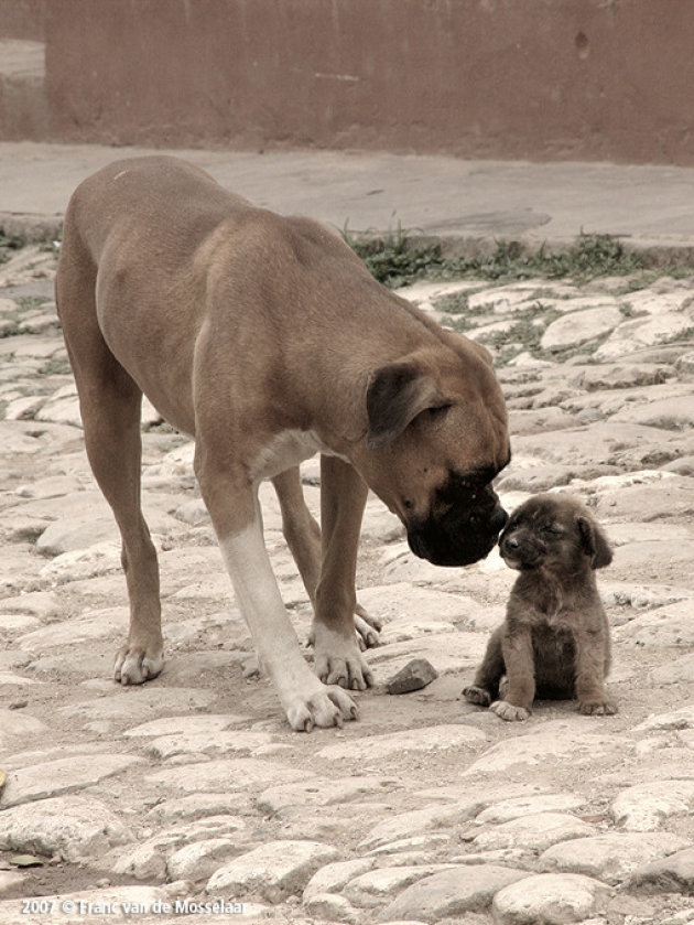 Perro y cachorro