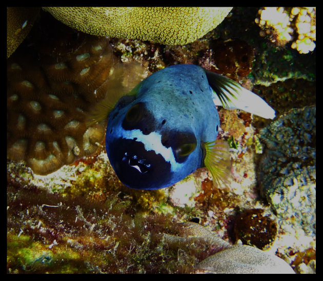 Blue puff fish