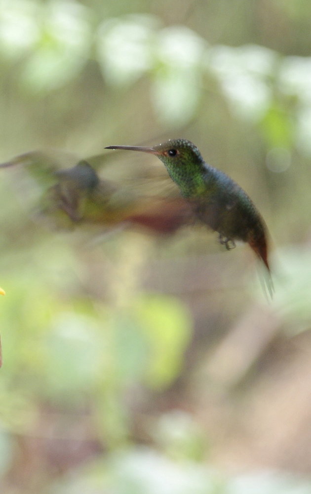 Kolibrie