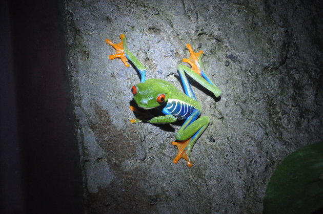 De roodoog kikker, hét symbool van Costa Rica