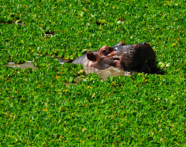 Nijlpaard in South Luangwa NP