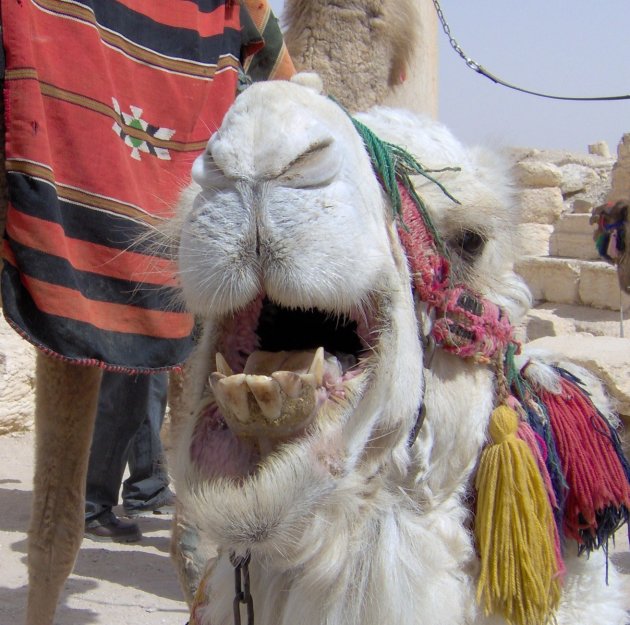 kameel klaar voor mondhygieniste