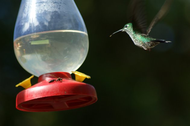 Hummingbird/kolibri bij nektarbakje