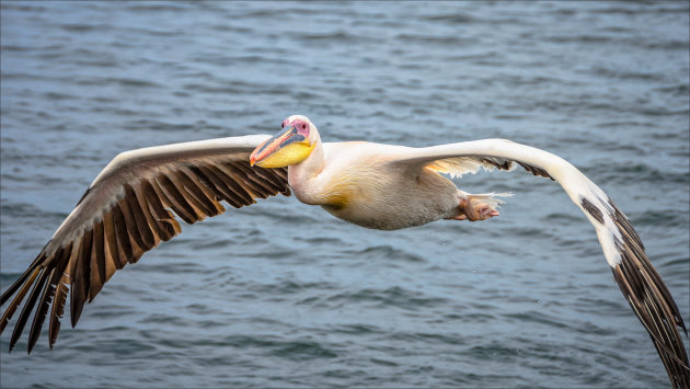 Breedbeeld pelikaan
