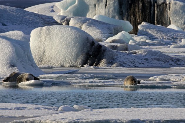 Zeehonden op het ijs