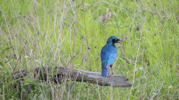 Blauw vogeltje South Luangwa N.P.