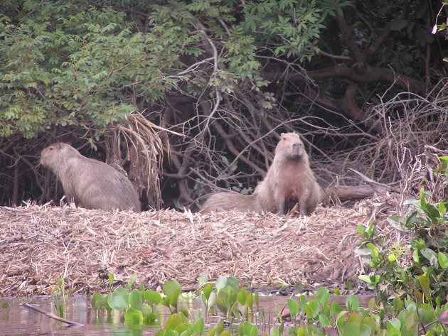Capibara's, Pantanal
