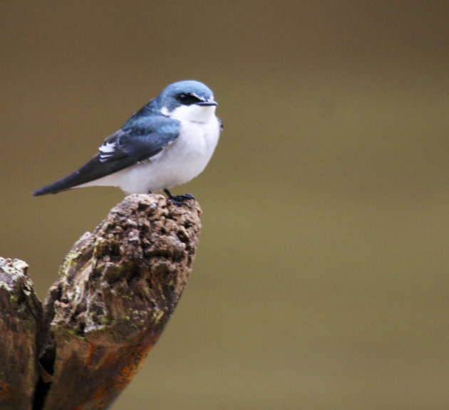 Blue-and white swallow