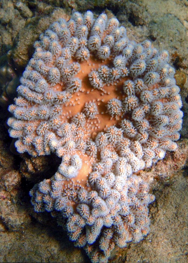 Prachtig koraal