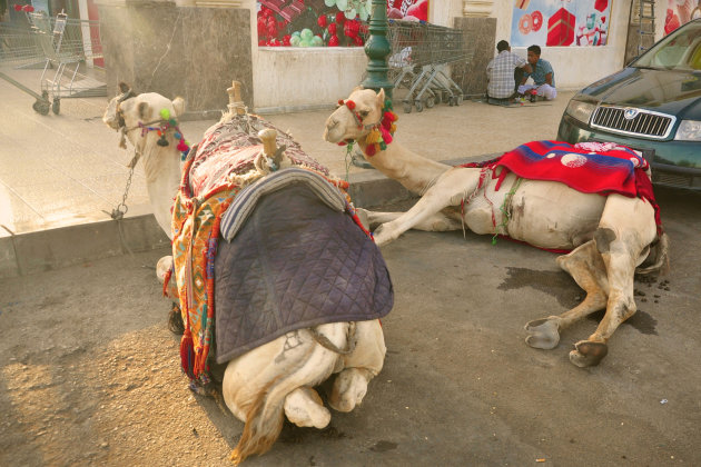Parkeerplaats voor kamelen