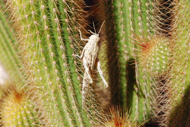 Een sprinkhaan op een cactus in nationaal park Namib-Naukluft