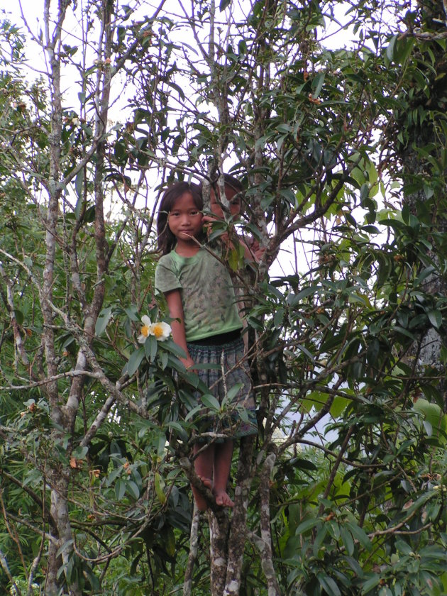 Meisje in een boom
