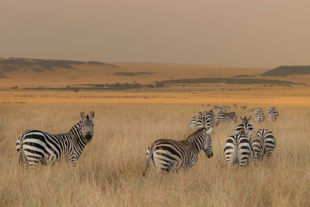 Migratie zebra's