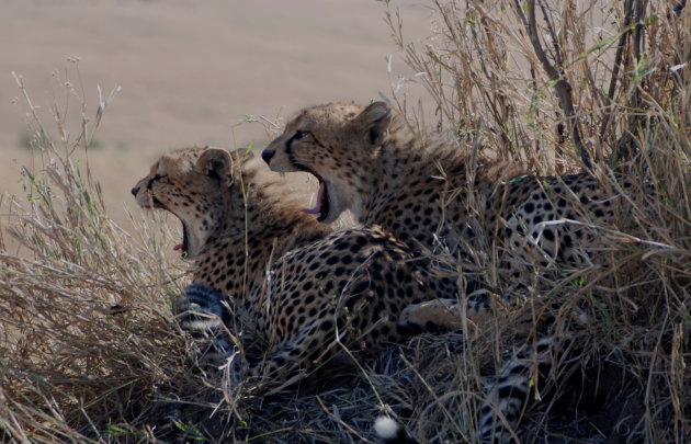 Twee jonge cheetahs