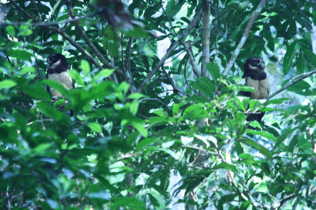 Uilen paartje in de jungle van Peru.