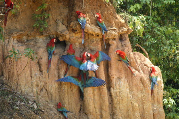 Papagaaien op klei wand.