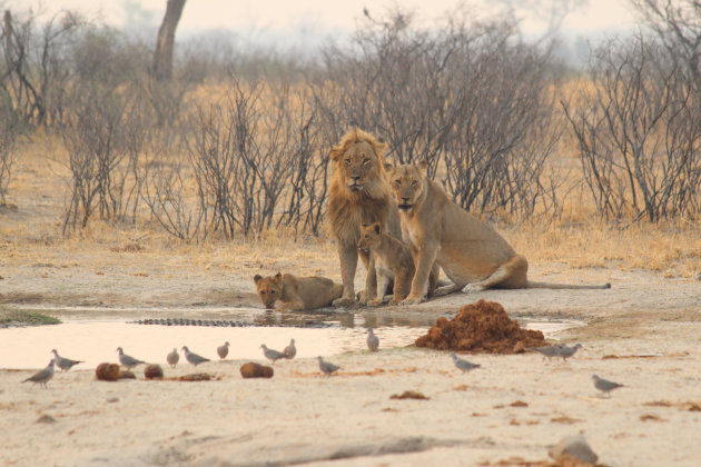 Drinkende familie leeuwen in Hwange NP