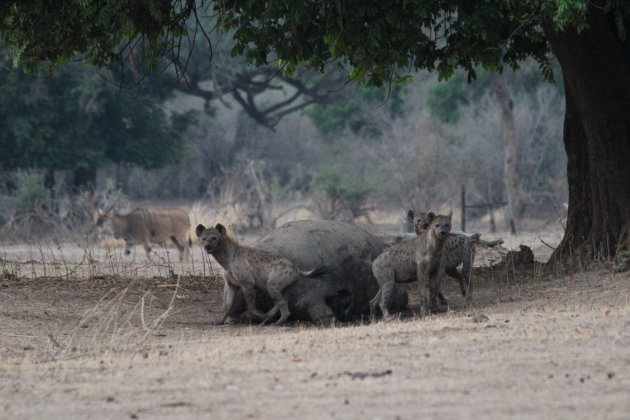 Hyena's genieten van een feestmaal in Mana Pools NP