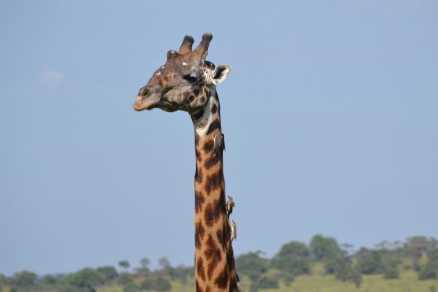 Een giraffe is nooit alleen....