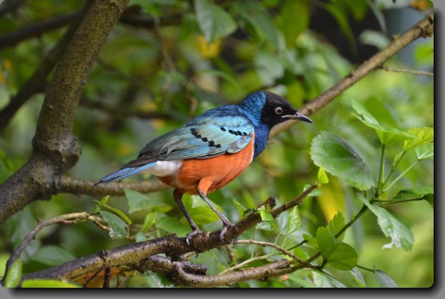 620 vogelsoorten in Maleisie 