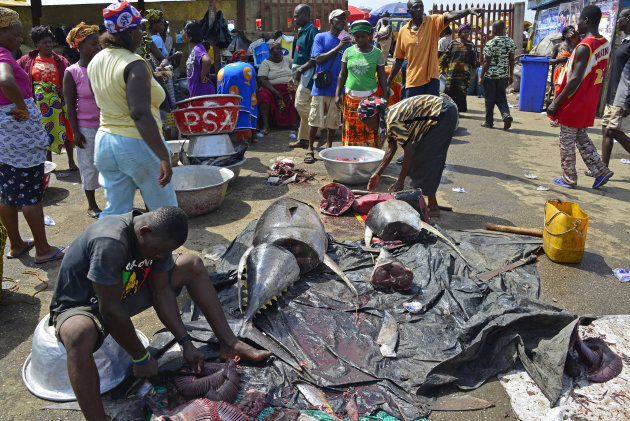Het fileren van de vis op de markt in Elmina