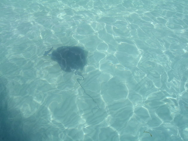 Rog in kristalhelder water van de Cayman Islands