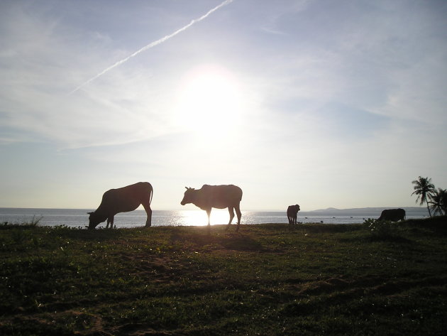 De koeien grazen bij de zee