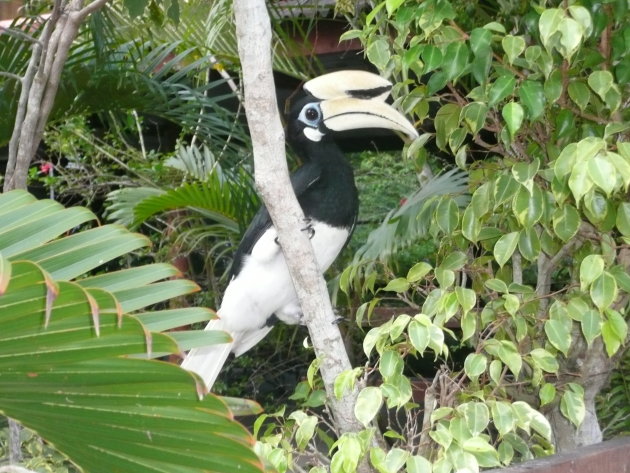 Neushoornvogel, Pangkor Island