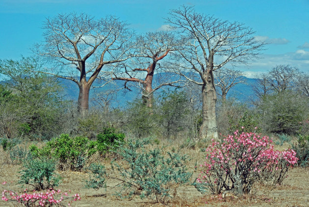 Baobab of Apenbroodbomen in Liwonde National park