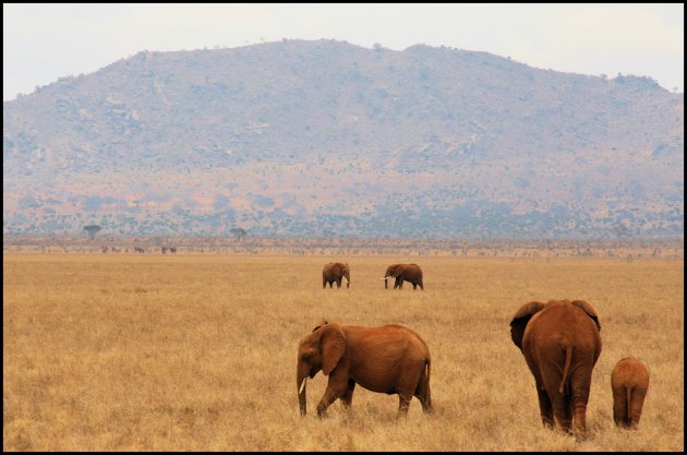 Elephants of Tsavo East